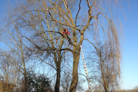 Bomen snoeien