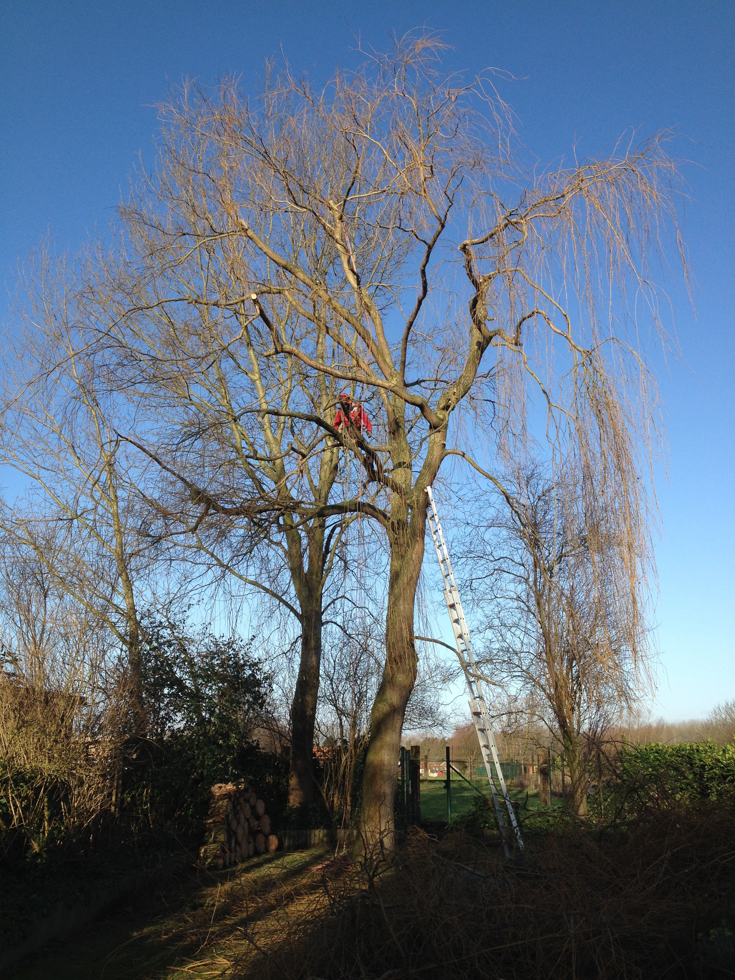 Bomen snoeien